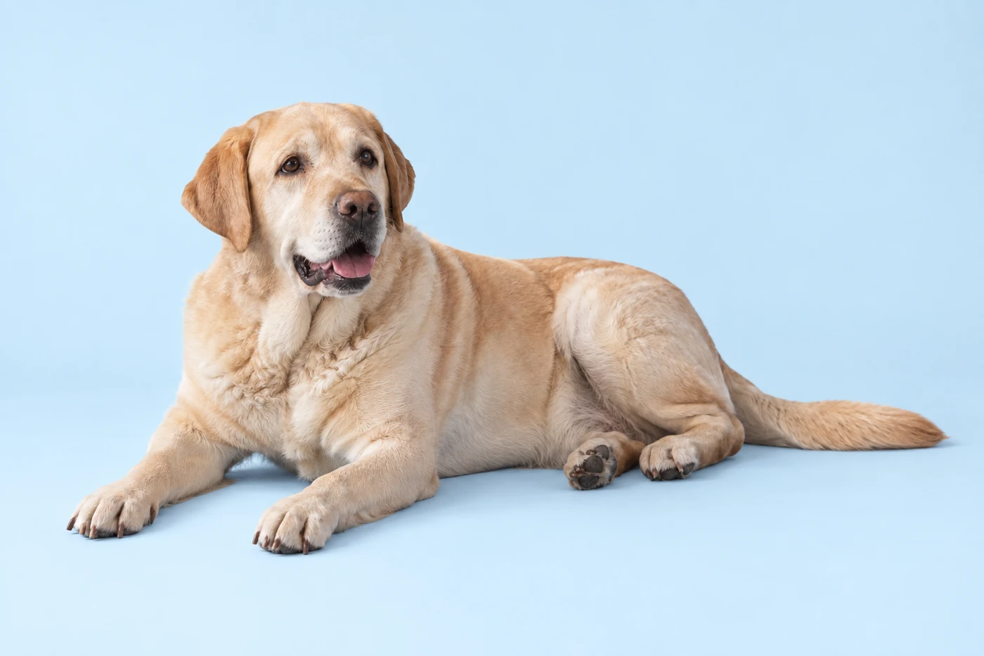 Photorealistic generated golden Labrador resting with its paws forward