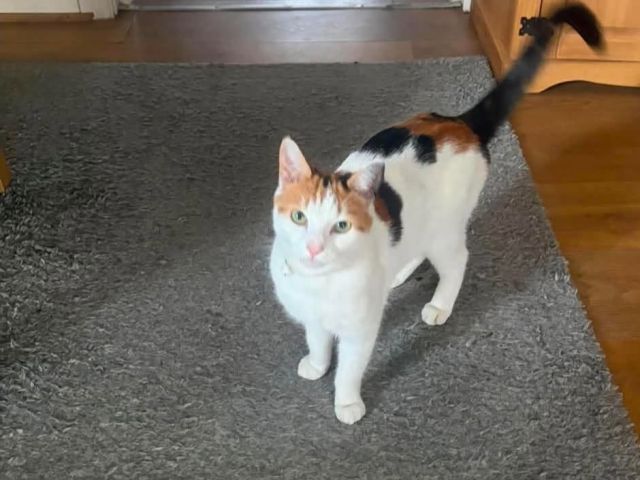 Cheerio the cat at home