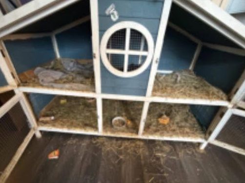 A guinea pig hutch before cleaning, with old hay and bedding