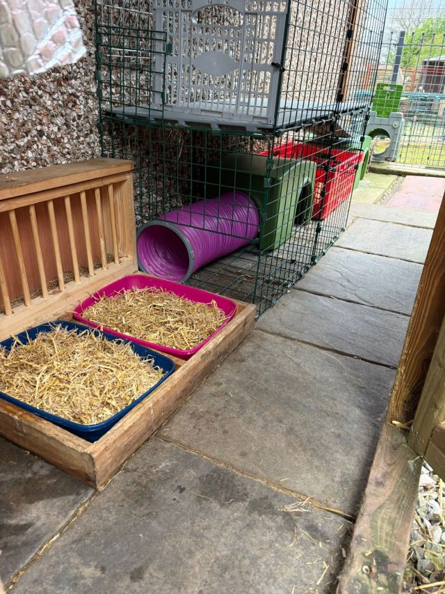 A tidy rabbit run with hay trays and a tunnel