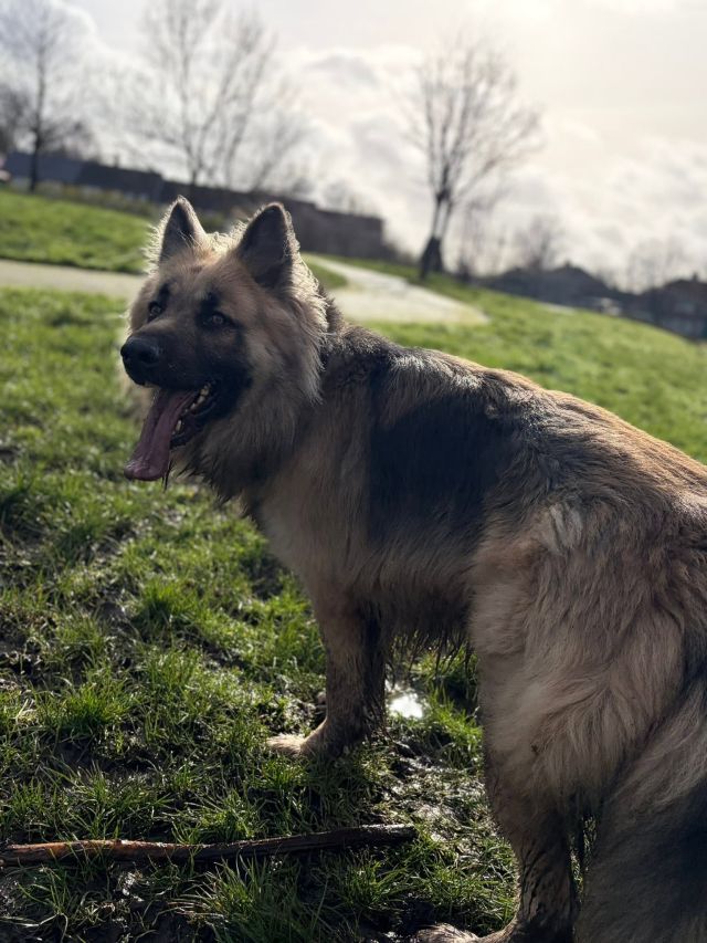 A German Shepherd sitting on the grass in the sun