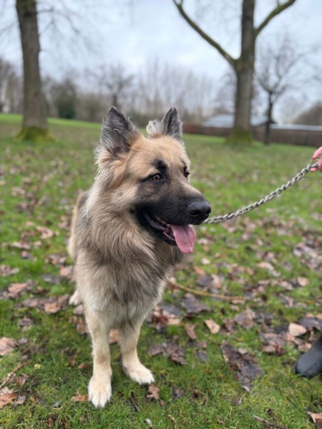 A long-haired German Shepherd on a lead in the park