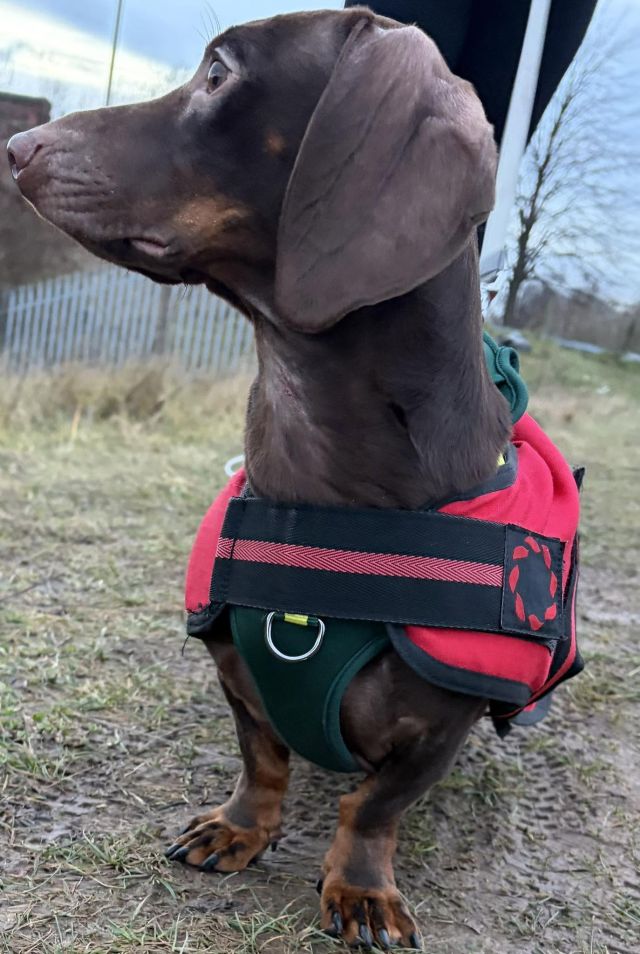 Paddy, a chocolate dachshund in a red harness, on his first walk