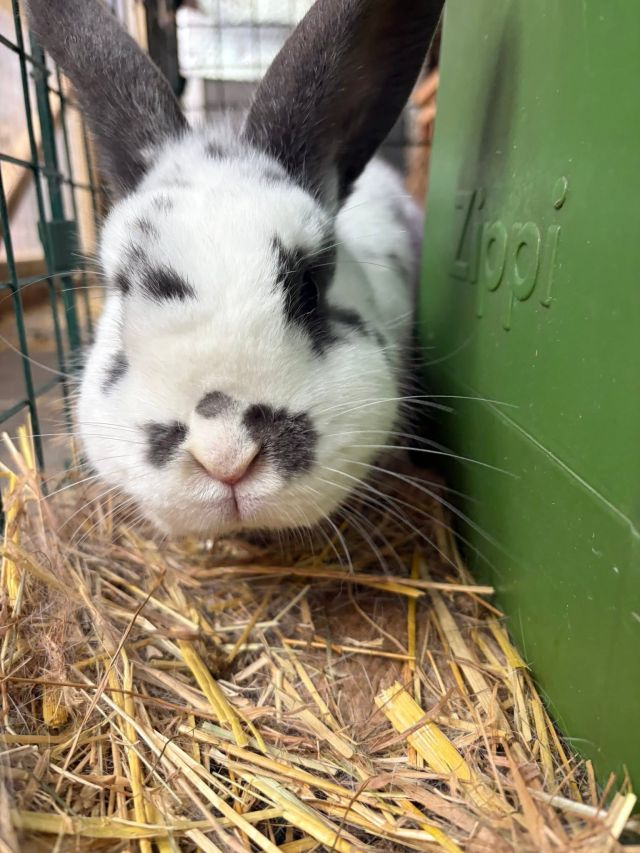 A black and white rabbit looking out from fresh straw