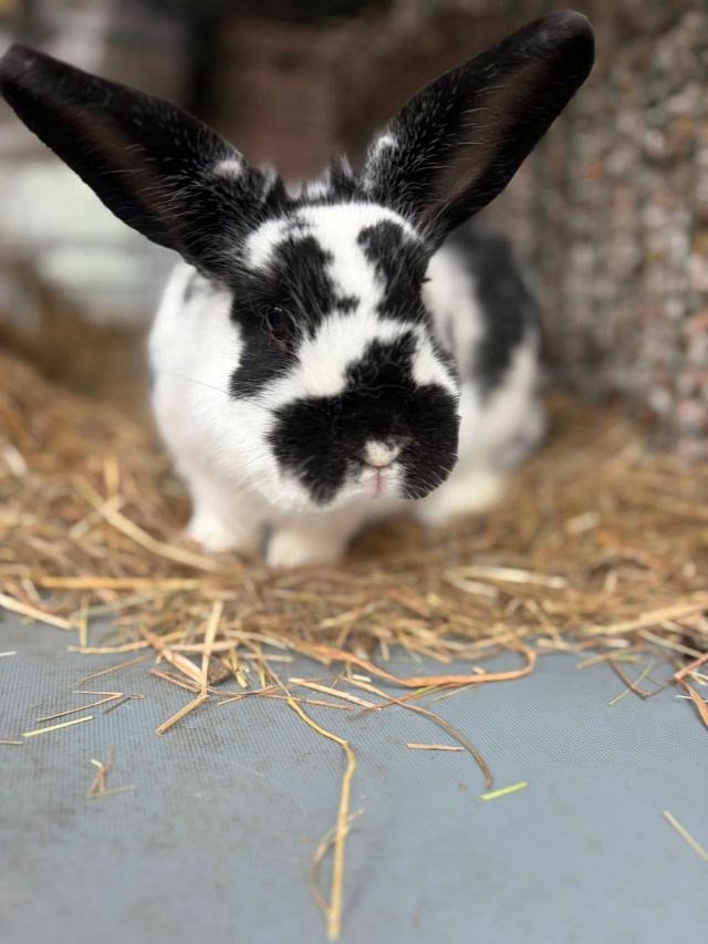 A black and white rabbit with its ears up in fresh straw
