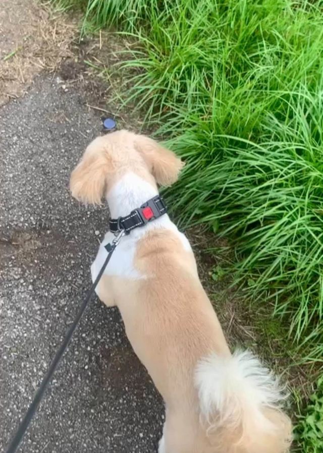 A cream and white dog on a lead beside long grass